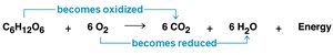 Cellular respiration equation