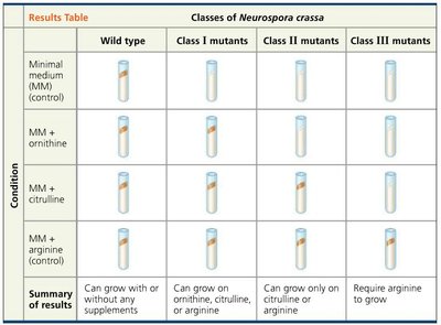 Table: Growth of wild type and mutant Neurospora on different media
