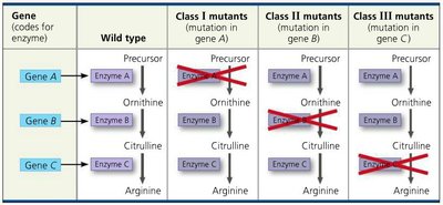 Table: Gene-enzyme relationships in arginine pathway