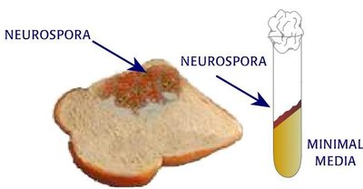 Neurospora bread mold growing on minimal medium