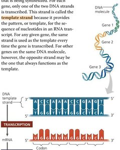 Transcription: DNA template to mRNA