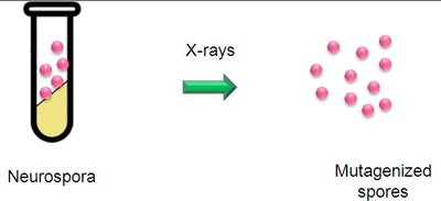 X-ray mutagenesis of Neurospora spores