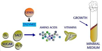Metabolic pathway showing genes, enzymes, and growth on minimal medium
