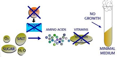 Metabolic block leading to no growth on minimal medium
