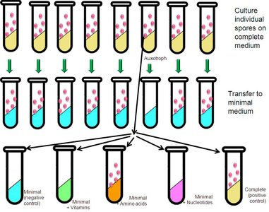 Screening mutants for growth on different media