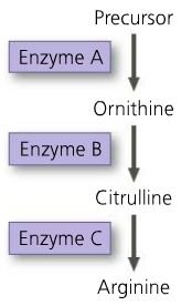Three-enzyme pathway for arginine synthesis