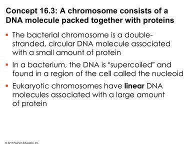 Comparison of bacterial and eukaryotic chromosome structure