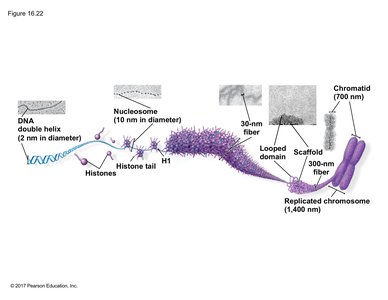 Levels of chromatin organization from DNA double helix to replicated chromosome