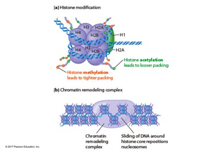 Histone modification and chromatin remodeling