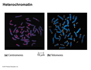 Examples of heterochromatin at centromeres and telomeres