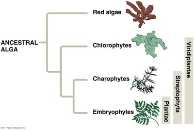 Phylogenetic tree showing the evolution of red algae, chlorophytes, charophytes, and embryophytes from an ancestral alga