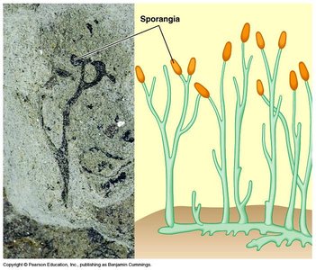 Moss life cycle diagram