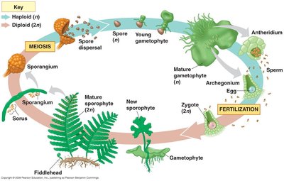 Fern life cycle diagram