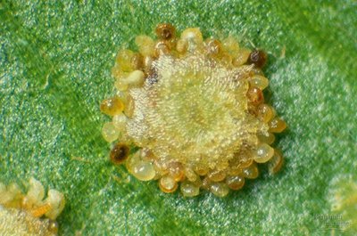 Fern sorus: group of sporangia