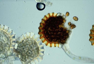 Fern sporangium releasing spores