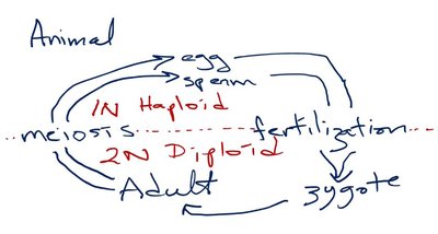 Animal life cycle diagram showing haploid and diploid stages