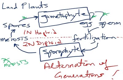Land plant life cycle diagram showing alternation of generations