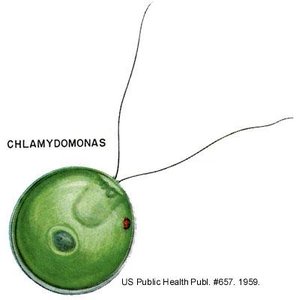 Chlamydomonas cell