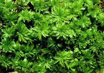Moss gametophytes