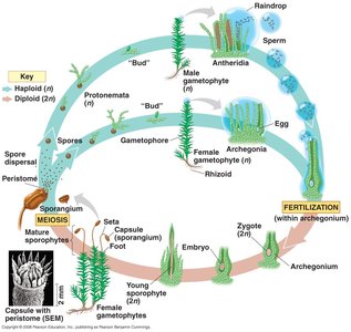 Moss sporophytes arising from gametophyte