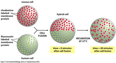 Lateral movement of membrane proteins
