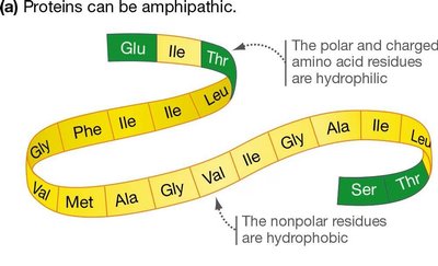 Amphipathic protein structure