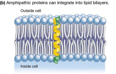 Amphipathic protein in bilayer