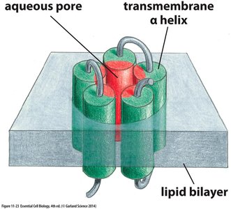 Membrane channel structure