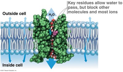 Aquaporin water channel