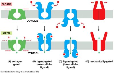 Types of gated ion channels