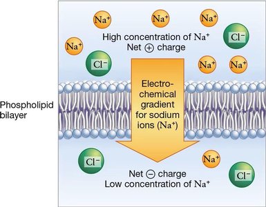 Electrochemical gradient across membrane