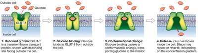 Carrier protein facilitated diffusion