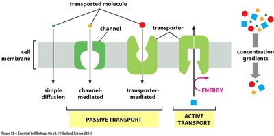 Facilitated diffusion process