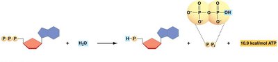 ATP hydrolysis for active transport