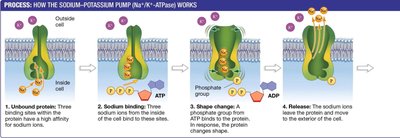 Sodium-potassium pump process