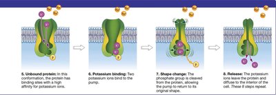 Sodium-potassium pump process continued