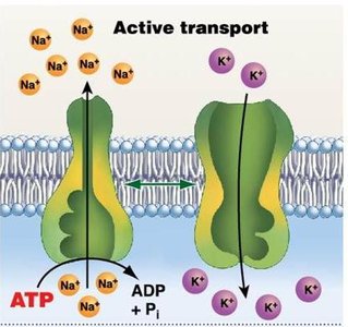 Coupled transport: symport and antiport