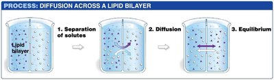 Diffusion across a lipid bilayer
