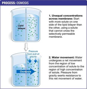 Osmosis process diagram