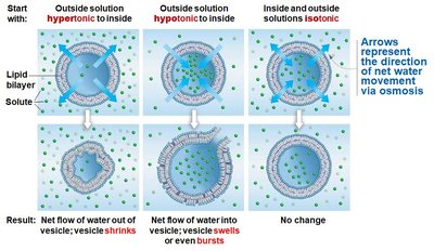 Tonicity effects on vesicles