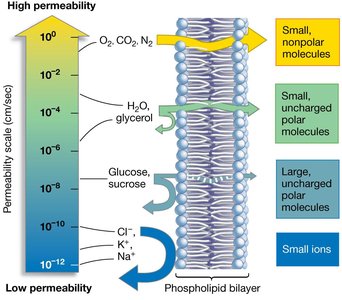 Selective permeability of lipid bilayers