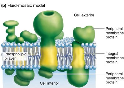 Fluid mosaic model of the membrane