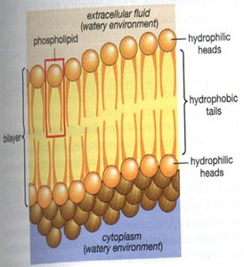 Phospholipid bilayer structure
