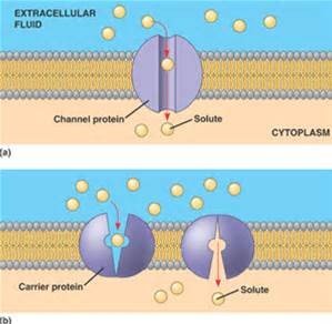 Facilitated diffusion via channel and carrier proteins