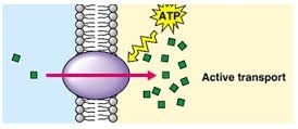 Active transport using ATP