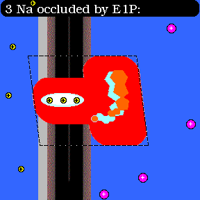 Sodium-potassium pump mechanism