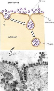 Endocytosis process
