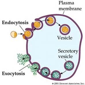 Exocytosis and endocytosis in cells