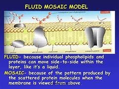 Fluid mosaic model of the membrane