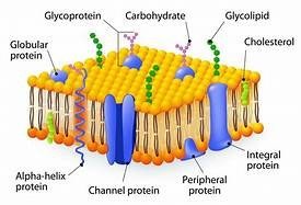 Types of membrane proteins and their arrangement